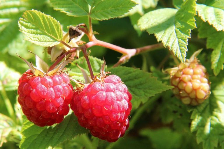 Framboise, un arbrisseau pleins de vertus et de bienfaits, Koala Shop Bijoux Bois